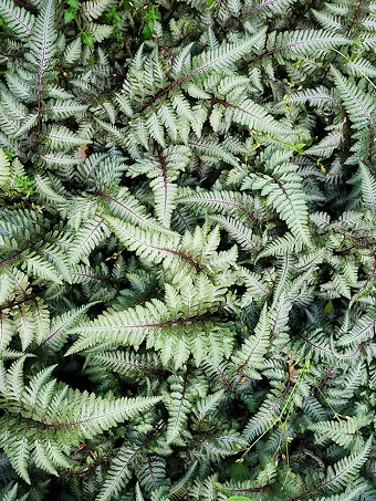 Japanese Painted Fern