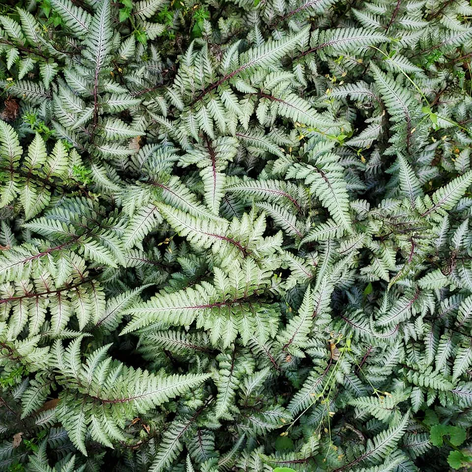 Tasmanian Tree Fern | ARC Ferns, LLC