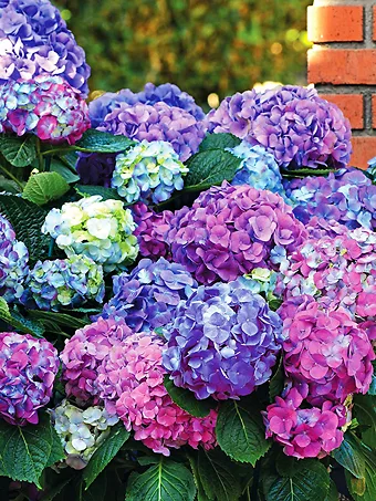 L.A. Dreamin® Hydrangea