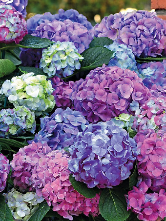 L.A. Dreamin® Hydrangea
