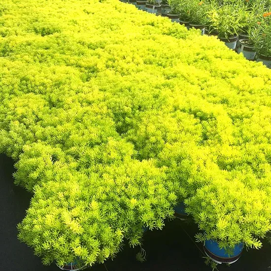 Lemon Ball Sedum For Sale Online | The Tree Center