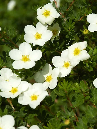 McKay's White Cinquefoil