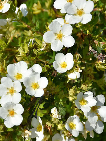 McKay's White Cinquefoil