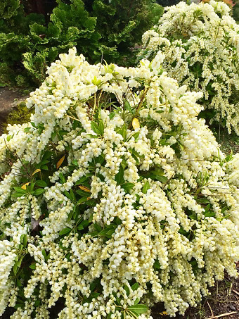Prelude Pieris