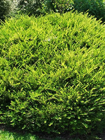 Privet Honeysuckle