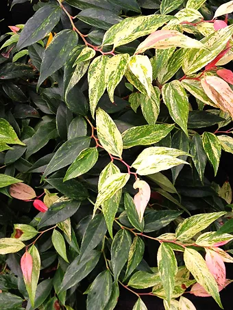 Rainbow Drooping Leucothoe