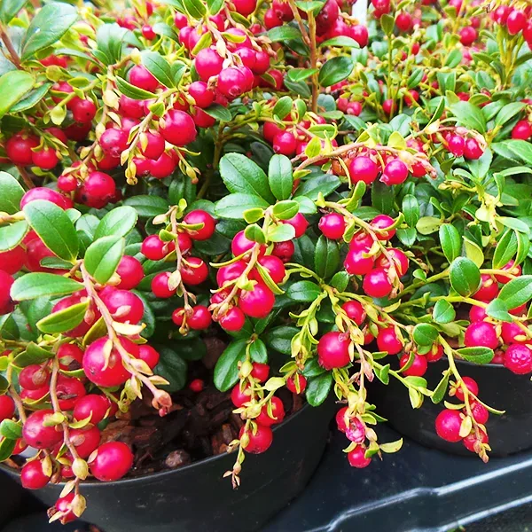 Red Lingonberry For Online | The Tree