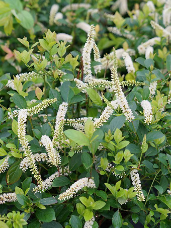 Scentlandia® Itea