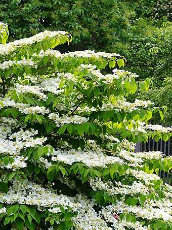 Shasta Doublefile Viburnum