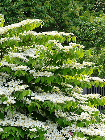 Shasta Doublefile Viburnum