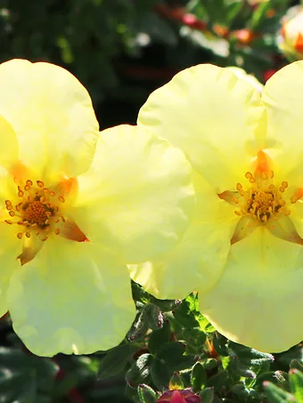 Summer Dawn Cinquefoil