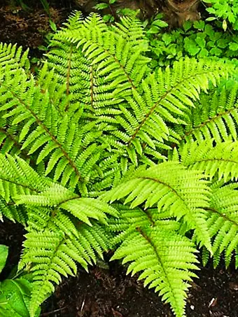 Tassel Fern