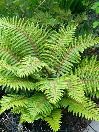 Tassel Fern