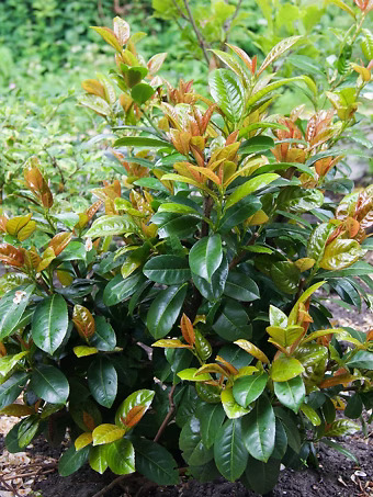 Volcano Cherry Laurel