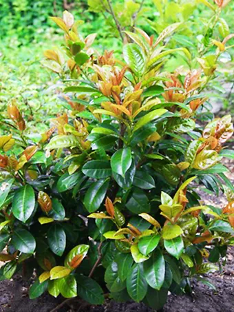 Volcano Cherry Laurel