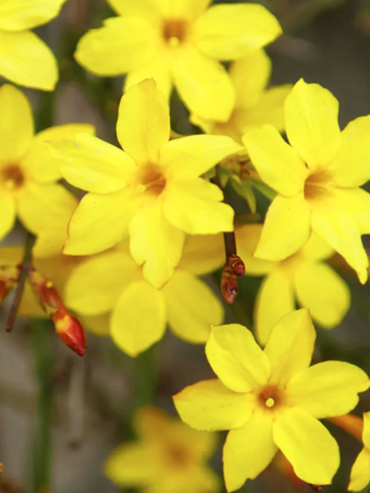 Winter Jasmine