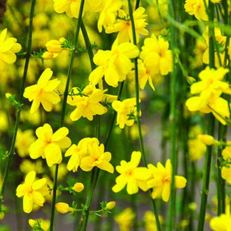 Winter Jasmine For Sale Online | The Tree Center