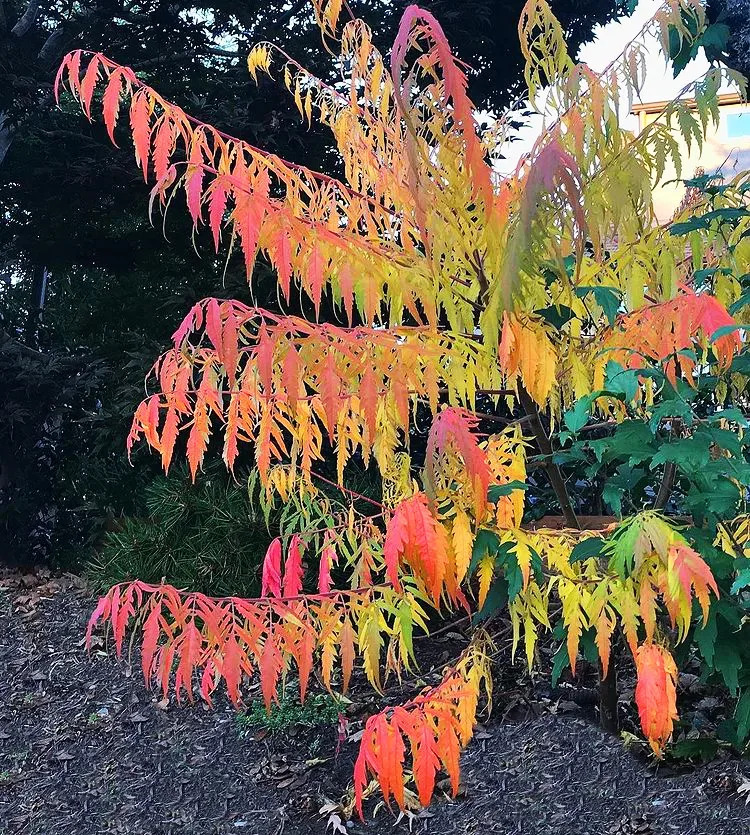 Cutleaf Staghorn Sumac For Sale Online | The Tree Center
