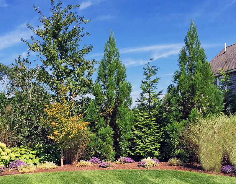 Choosing Screening Trees and Shrubs The Tree Center™