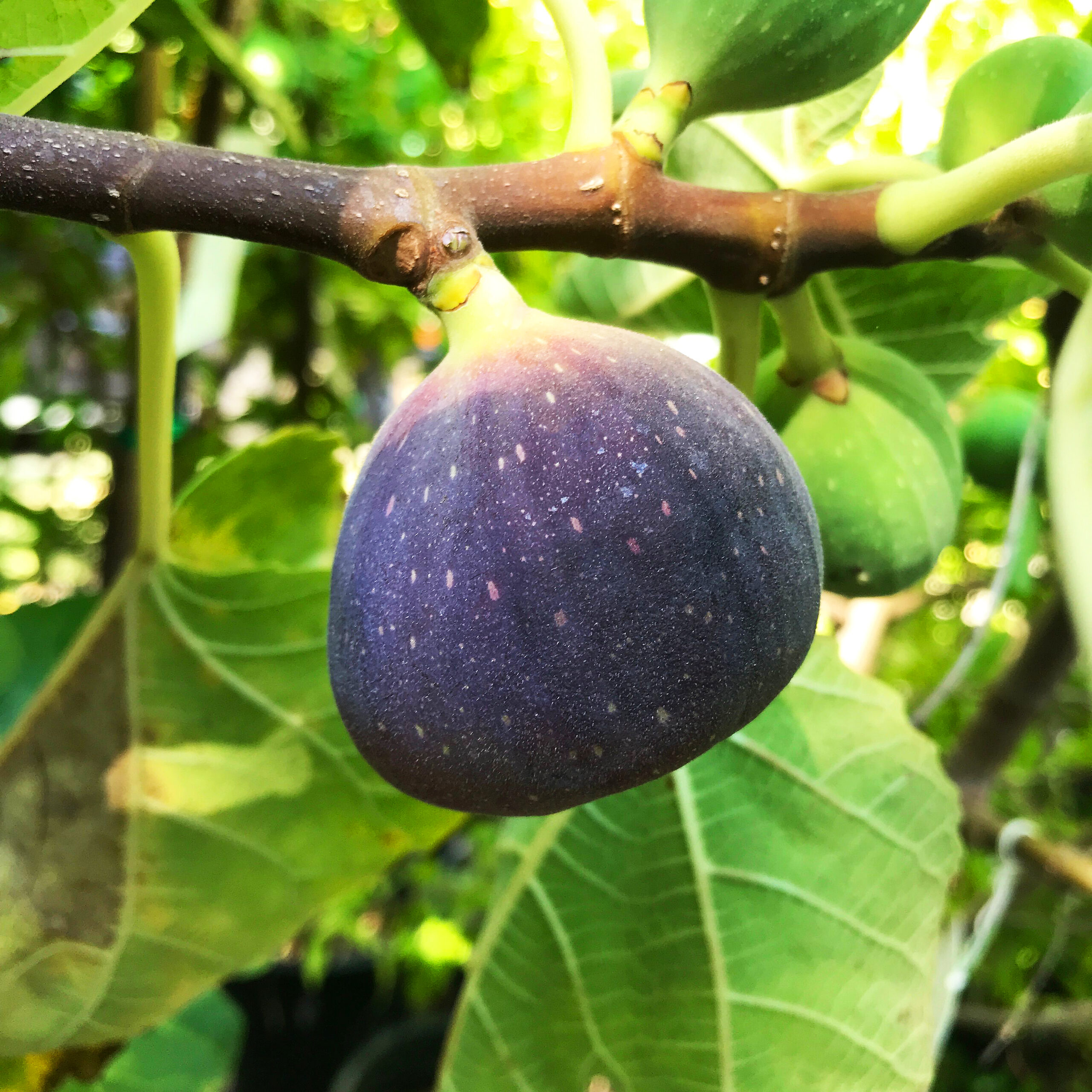 Black Jack Fig For Sale Online The Tree Center