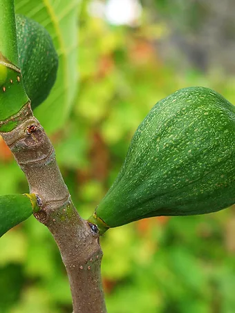 Desert King Fig