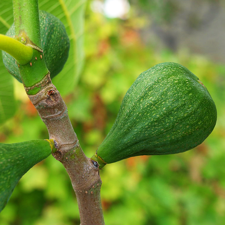 Desert King Fig For Sale Online The Tree Center