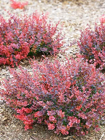 Sunjoy Mini Maroon® Barberry