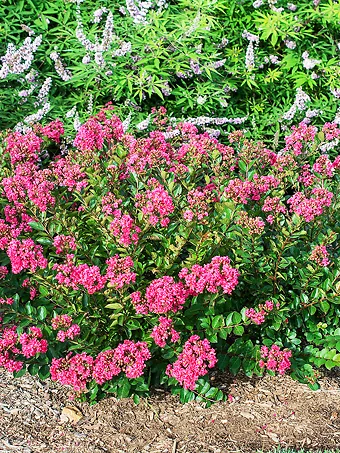 Bellini® Raspberry Crape Myrtle