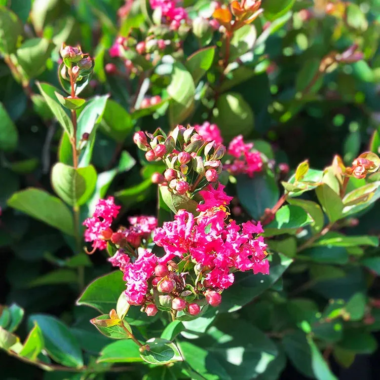 Myrtles Raspberry Bellini Raspberry Crape Myrtle For Sale Online | The Tree Center
