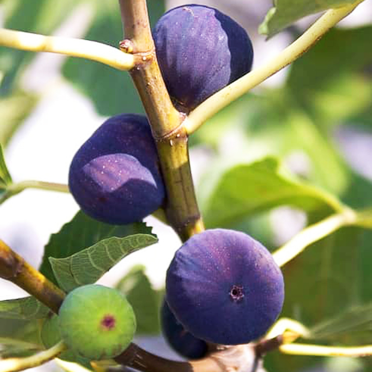 Blue Giant Fig For Sale Online The Tree Center