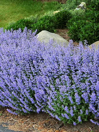 Blue Wonder Catmint