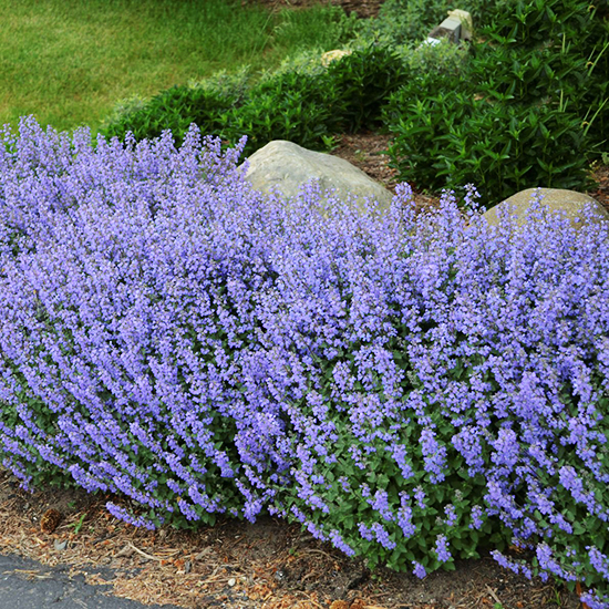 Blue Wonder Catmint For Sale Online The Tree Center