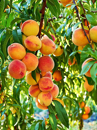 Country Sweet Peach