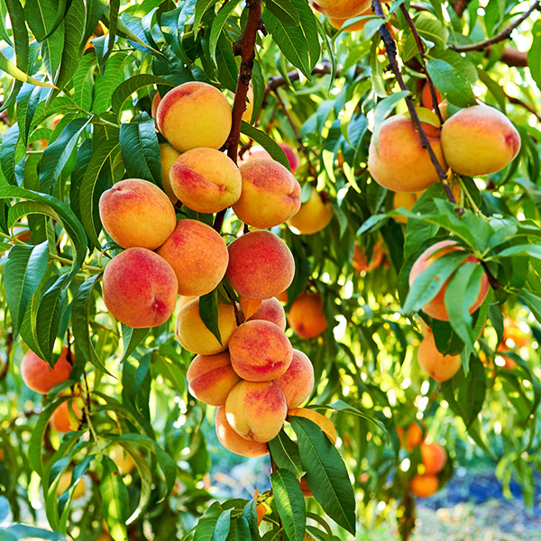 Country Sweet Peach For Sale Online The Tree Center
