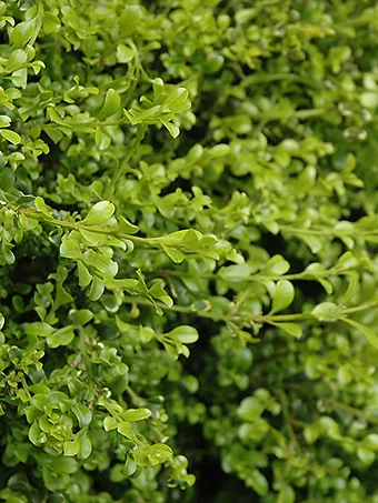 Curly Locks Boxwood