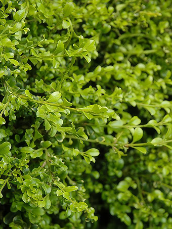 Curly Locks Boxwood