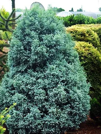 Curly Tops Sawara Cypress