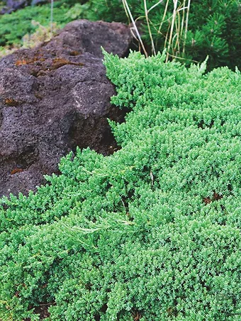 Dwarf Garden Juniper