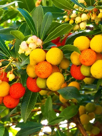 Dwarf Strawberry Tree