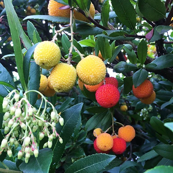 strawberry tree fruit