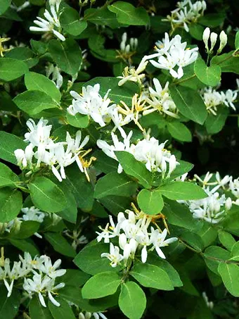 Emerald Mound Honeysuckle