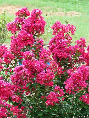 Enduring Fuchsia Crape Myrtle