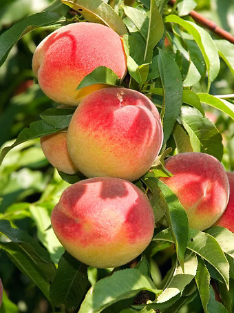 Flavorich® Peach