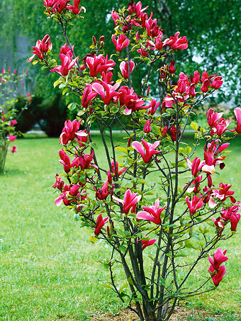 Magnolia Trees For Sale | Buy Magnolia Trees Online | The Tree Center