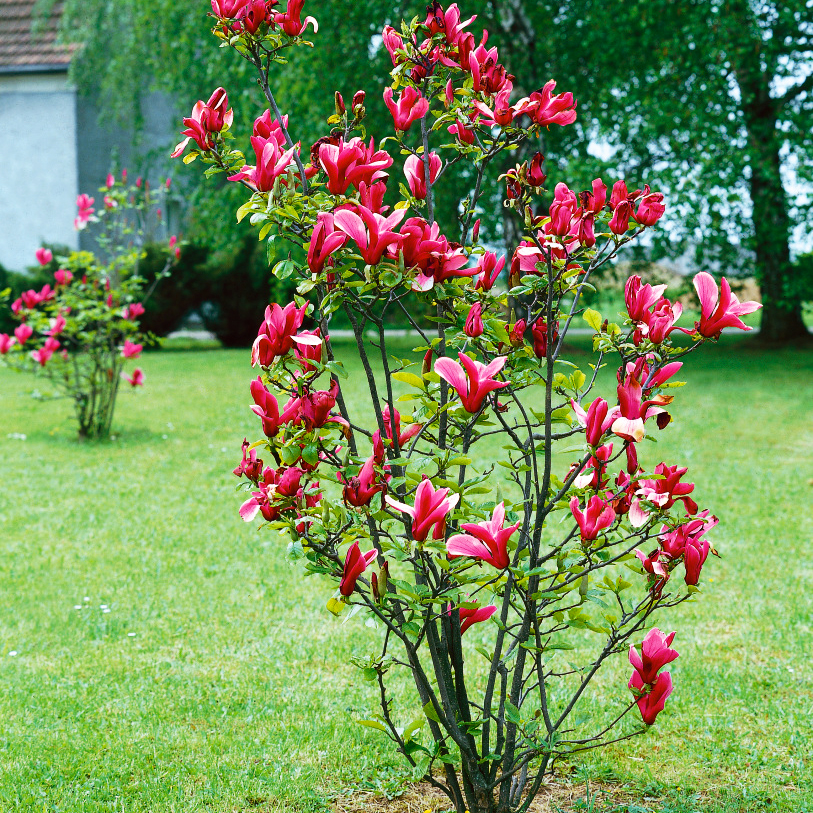 Genie Magnolia For Sale Online The Tree Center