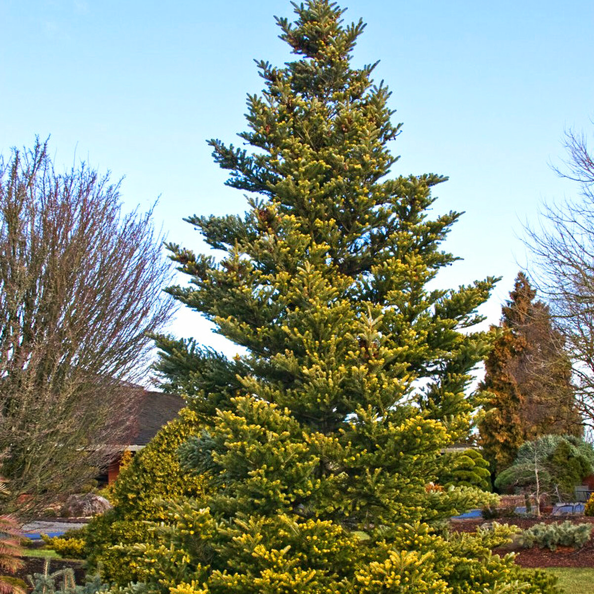 Golden Korean Fir For Sale Online The Tree Center