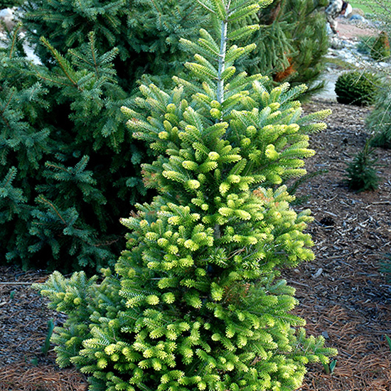 Golden Korean Fir For Sale Online The Tree Center