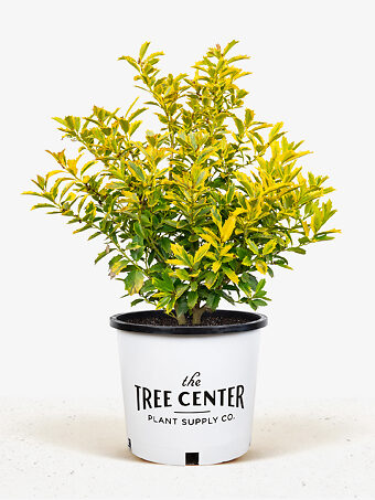 Golden Oakland® Holly