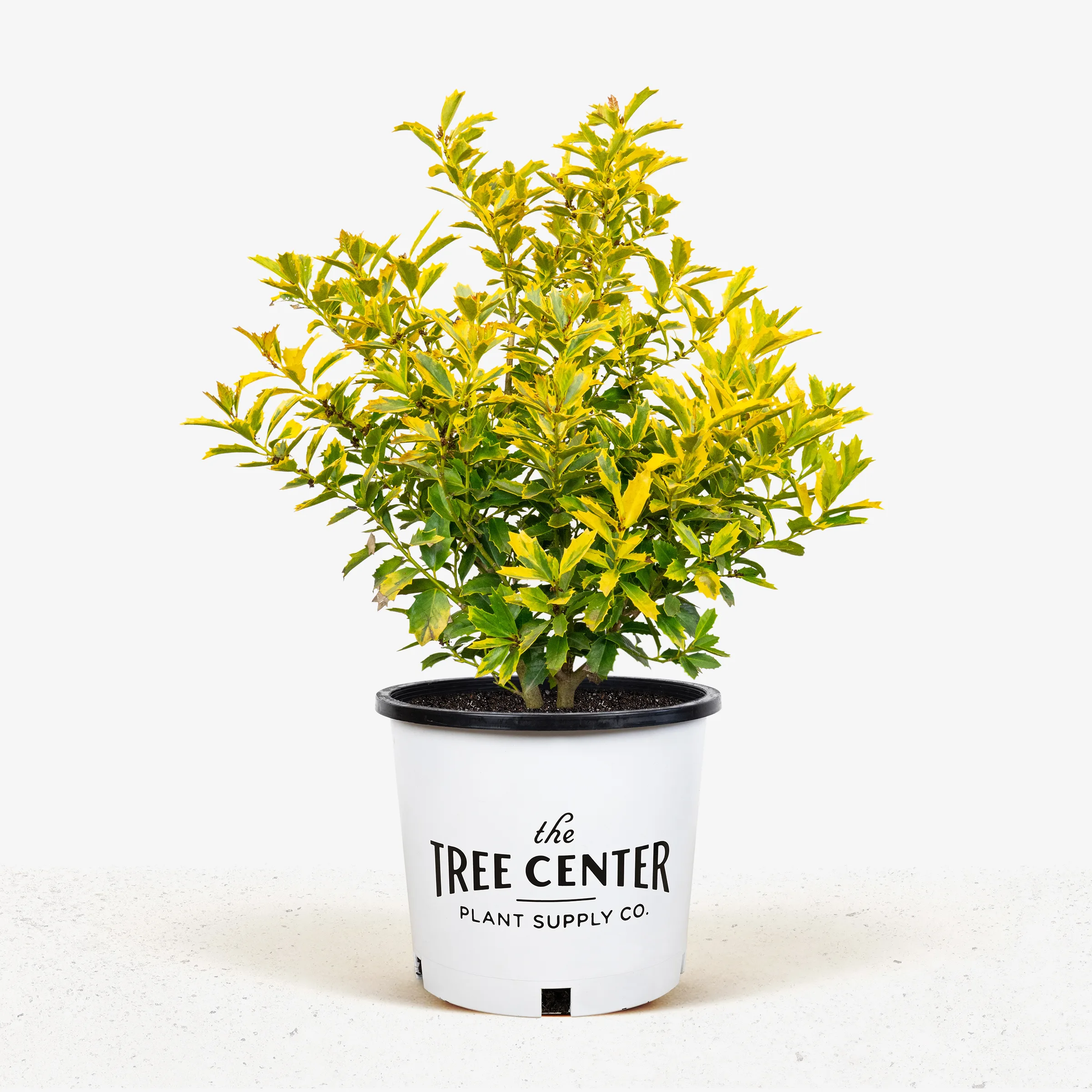Golden Oakland® Holly For Sale Online The Tree Center