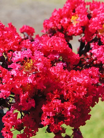 Indulgence® Raspberry Gelato Crape Myrtle